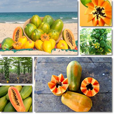 Papaya