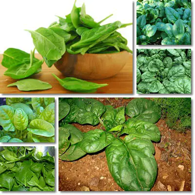 Spinach