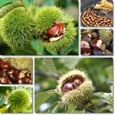 Chestnuts