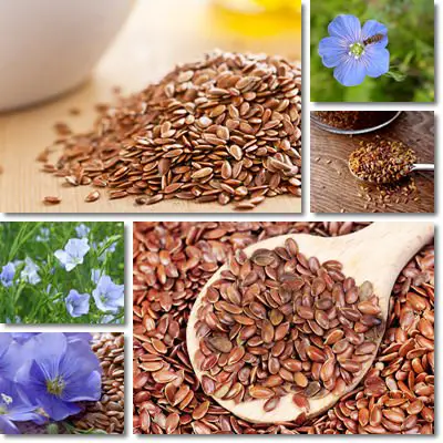 Flax Seeds