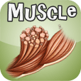 Muscle