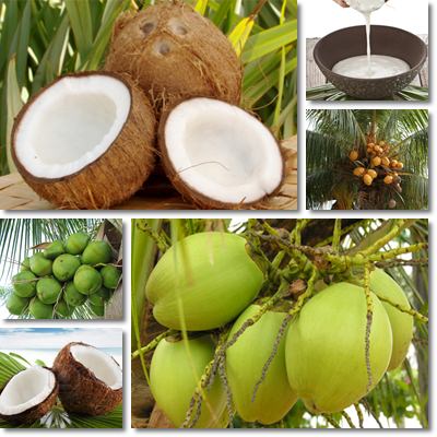 Coconuts