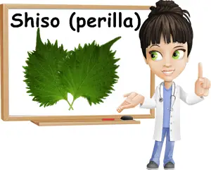 Perilla benefits