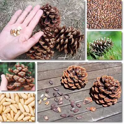 Pine nuts