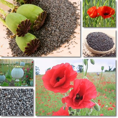 Poppy Seeds