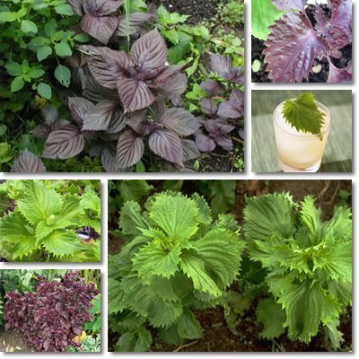 Shiso