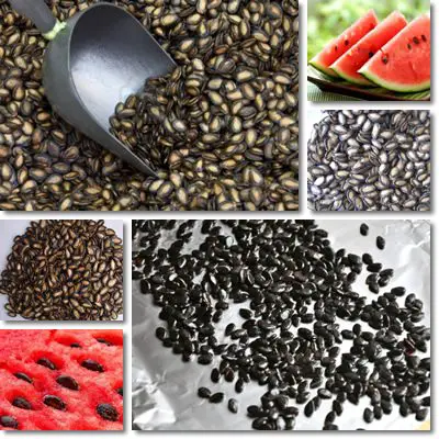 Watermelon Seeds