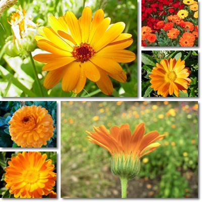 Calendula