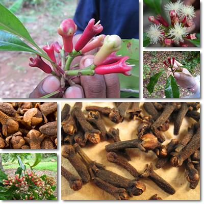 Cloves