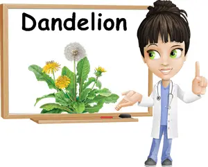 Dandelion benefits