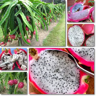 Dragon Fruit