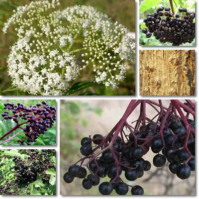 Elderberry