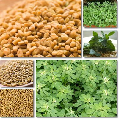 Fenugreek Seeds