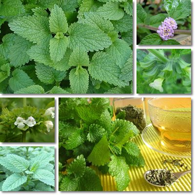 Lemon balm