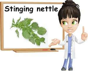 Nettle benefits