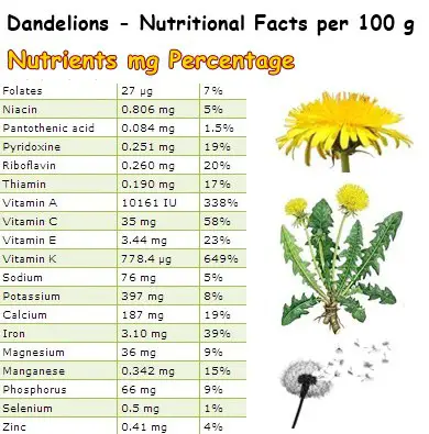 Nutritional Facts Dandelions