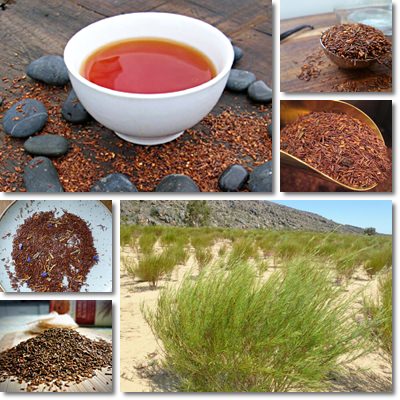 Rooibos