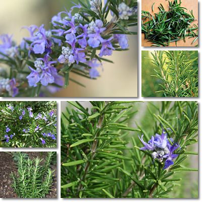 Rosemary