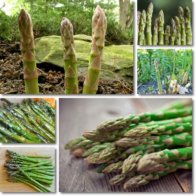 Asparagus