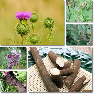 Burdock Root