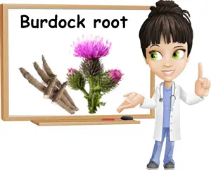 Burdock root benefits