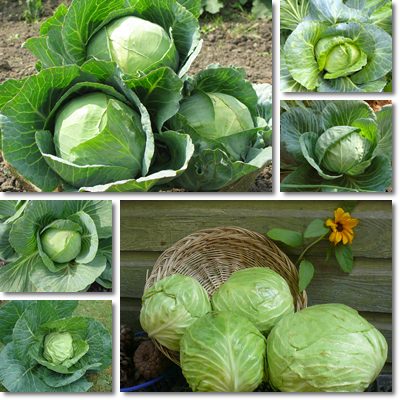 Cabbage