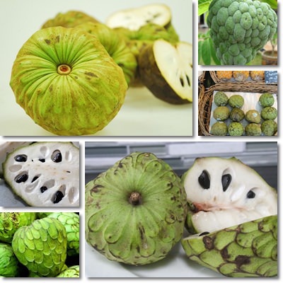 Cherimoya