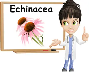 Echinacea benefits