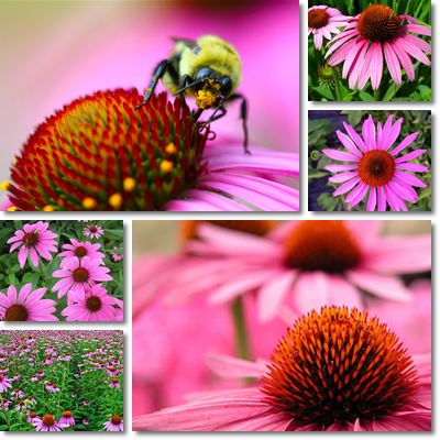 Echinacea