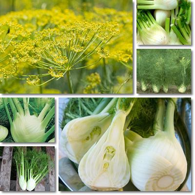 Fennel