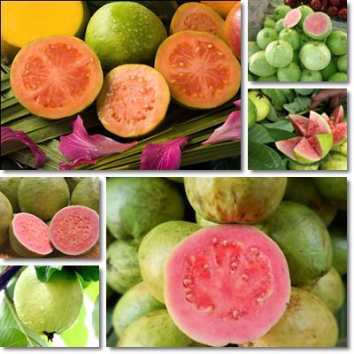 Guava