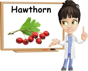 Hawthorn benefits
