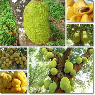 Jackfruit