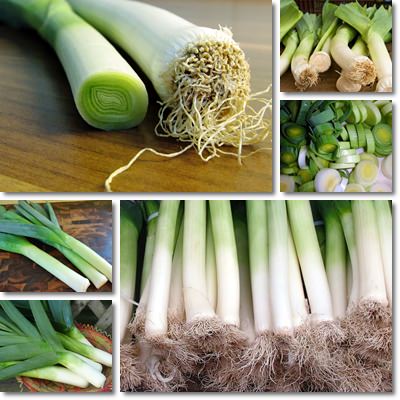 Leek