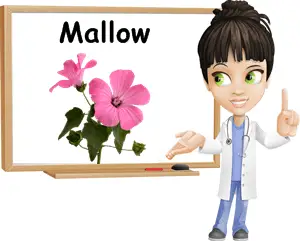 Mallow benefits