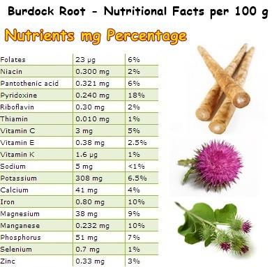 Nutritional Facts Burdock 