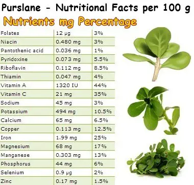 Nutritional Facts Purslane