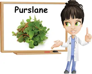 Purslane benefits