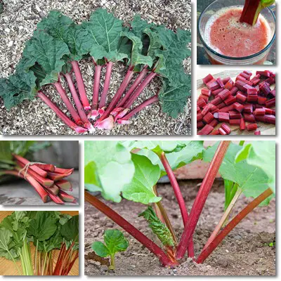 Rhubarb