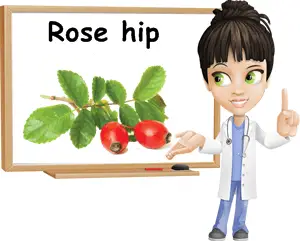 Rose hip benefits