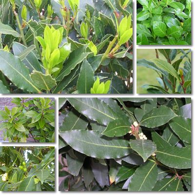 bay leaves properties leaf benefits natureword list