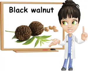 Black walnut benefits