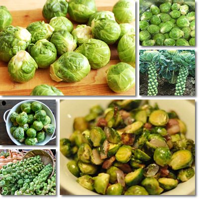 Brussel sprouts