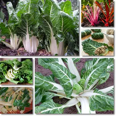 Chard