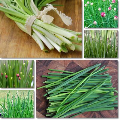 Chives