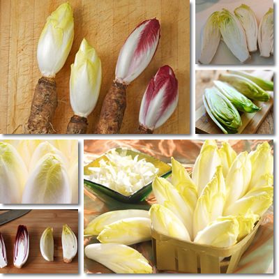 Endive