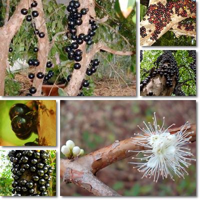 Jabuticaba