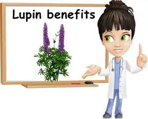 Lupin benefits