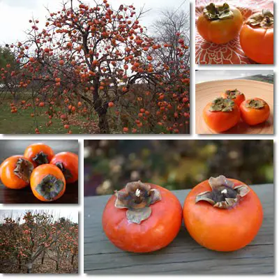 Persimmon