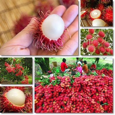 Rambutan